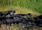 Aziatische steenpatrijs (juvenielen)(Chukar) (Alectoris chukar) - Ongiin Khiid 18-08-2016 (3)